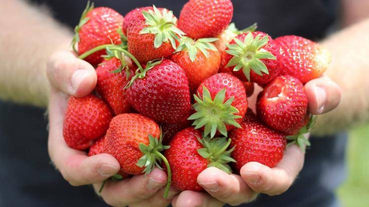 Viele schon jetzt beim Discounter erhältliche Erdbeeren sind mit Pestiziden belastet.