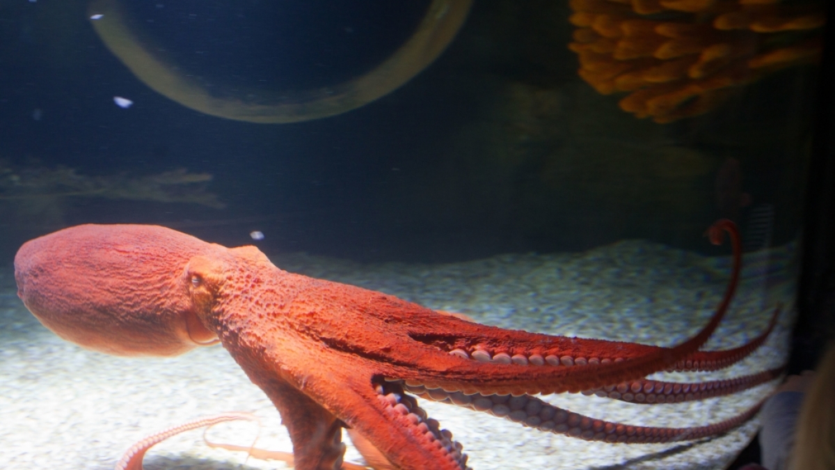 Tintenfisch im Gesicht? Klingt nicht appetitlich. (Foto)
