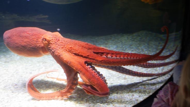 Tintenfisch im Gesicht? Klingt nicht appetitlich.