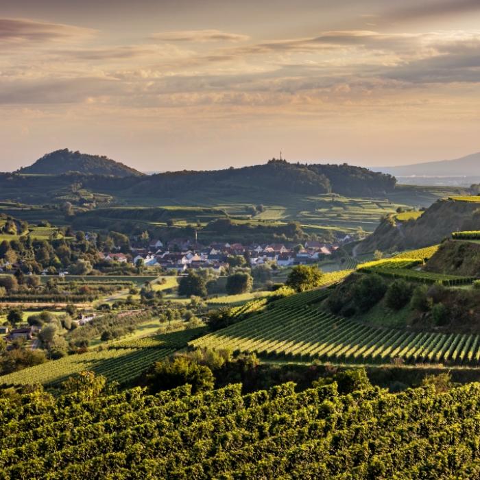 Rebterrassen am Kaiserstuhl im Landkreis Breisgau-Hochschwarzwald (Bild: Adobe Stock / Alexandra)