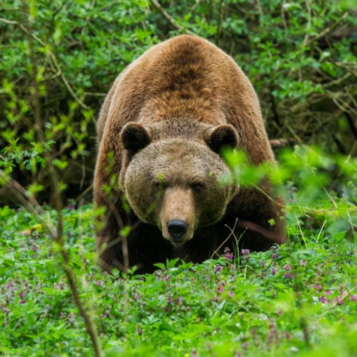 Leichenfund im Wald! Mann (57) von Braunbär zerfleischt