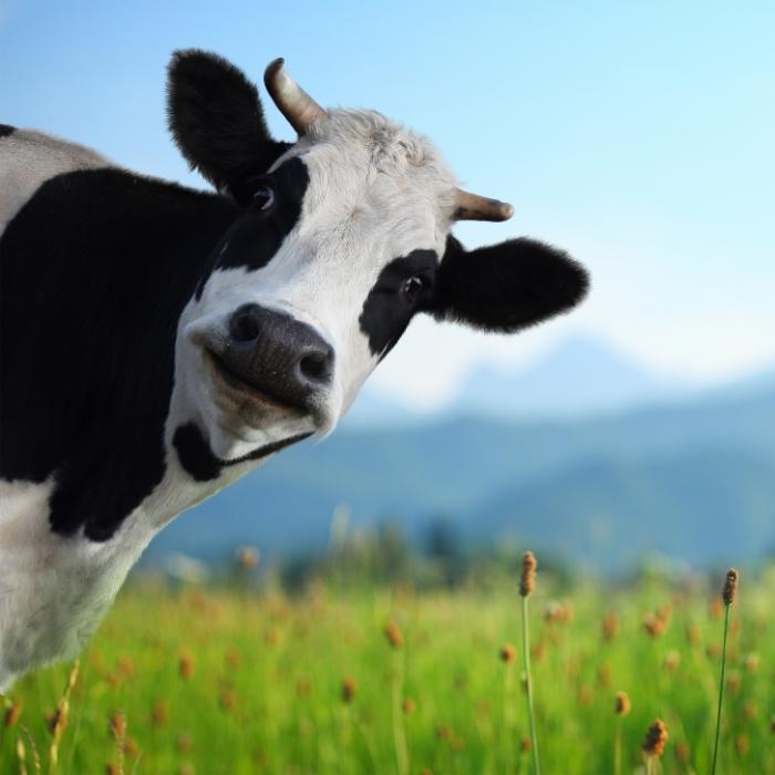 Ach du Schreck! DIESES Mutanten-Kalb wird als Glücksbringer verehrt