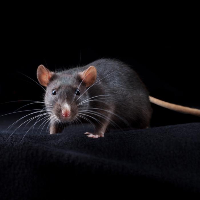 Alles voller Blut! Rentnerin (76) im Schlaf von Ratte zerbissen