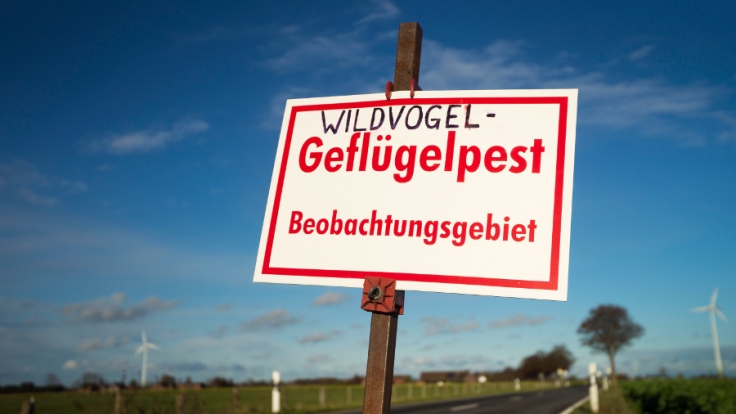 Die Vogelgrippe breitet sich in Deutschland rasend schnell aus.