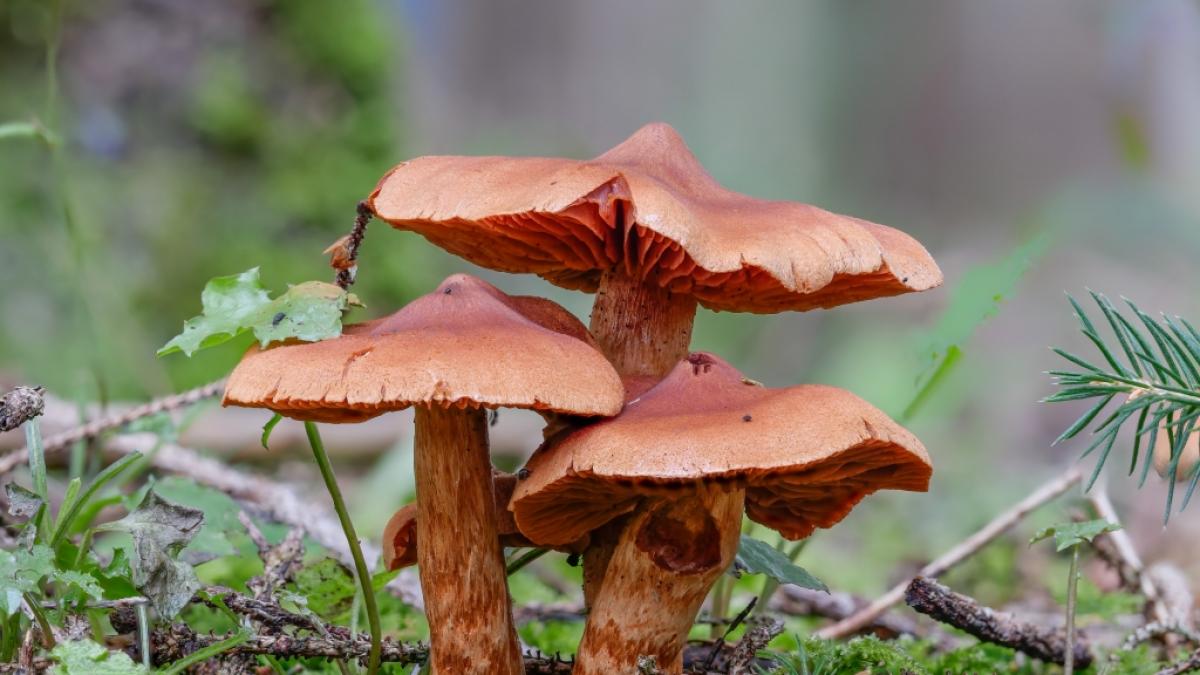 Der Spitzgebuckelte Raukopf (Cortinarius rubellus) kann beim Verzehr ein t&ouml;dliches Nierenversagen verursachen. (Foto)