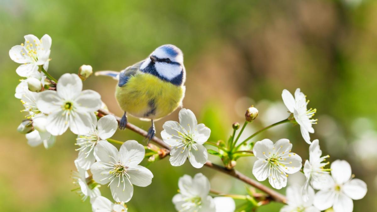 Eine Blaumeise sitzt auf einem Ast. (Foto)