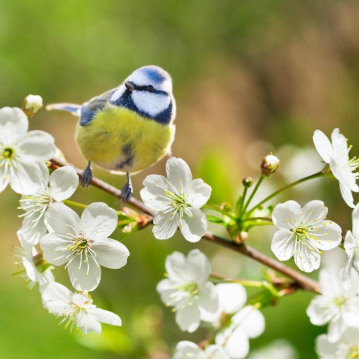Naturschützer rufen zur Vogelzählung auf - so können Sie noch bis Sonntag mitmachen