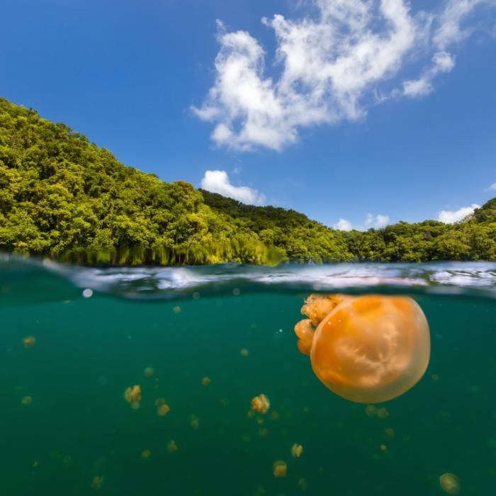Millionen Quallen und hochgiftiges Gas! DIESER See lockt Tausende Touristen an
