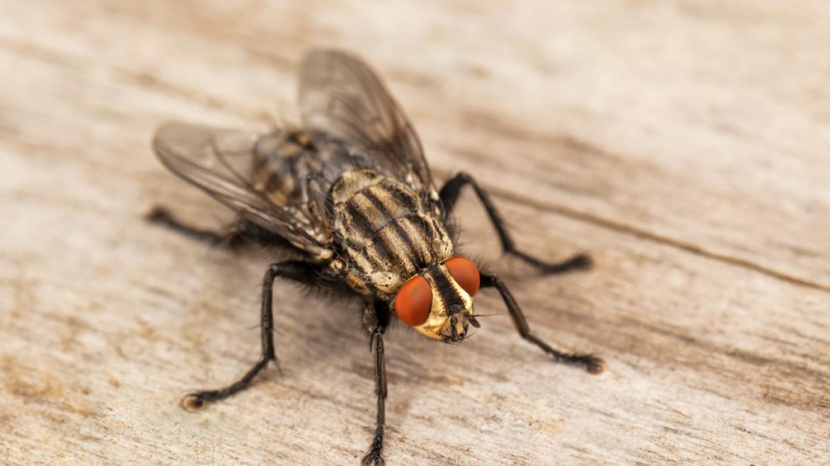 Fliegen k&ouml;nnen im Sommer ganz sch&ouml;n nervig sein. (Foto)