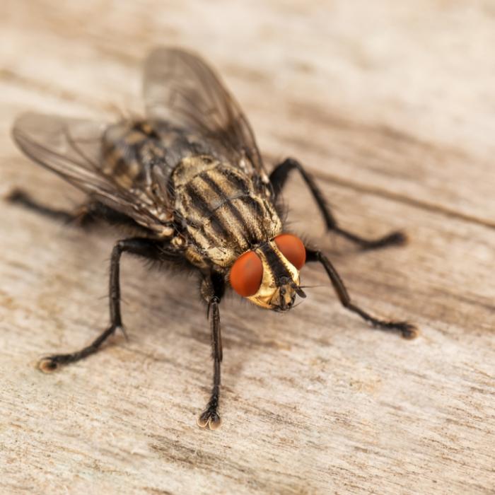 Mit DIESEN Hausmitteln bekämpfen Sie die fliegenden Plagegeister