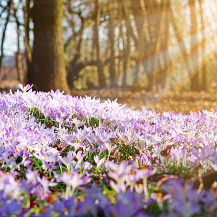 Hoch Helge bringt den Frühling! HIER steigen die Temperaturen