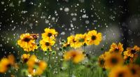 Stürzt der Sommer in der nächsten Woche ab?