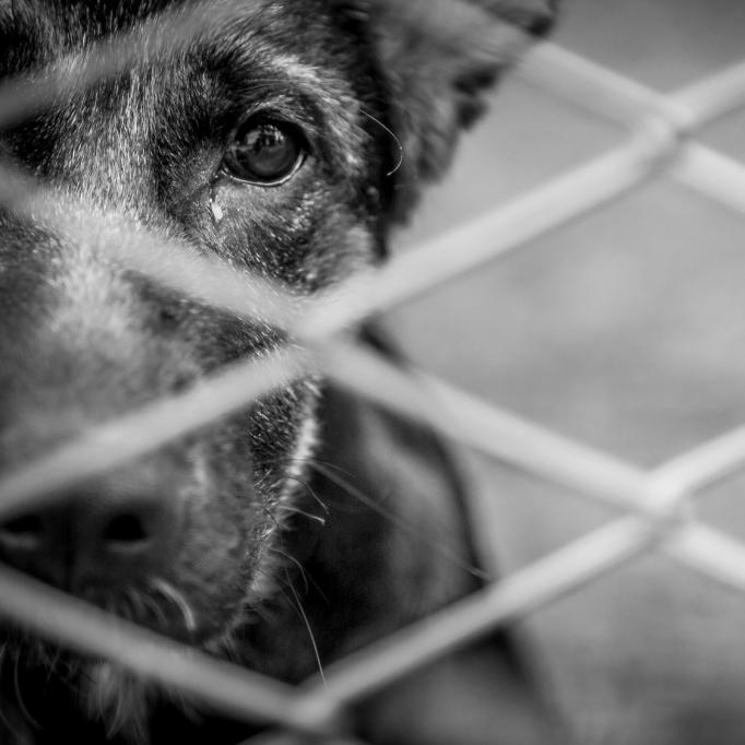 Das sind die grausamsten Fälle von Tierquälerei 2017