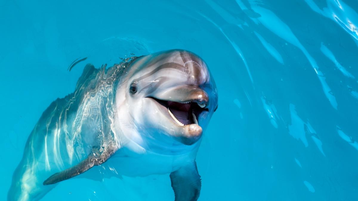 Delfindame Winter ist mit 16 Jahren gestorben. (Foto)