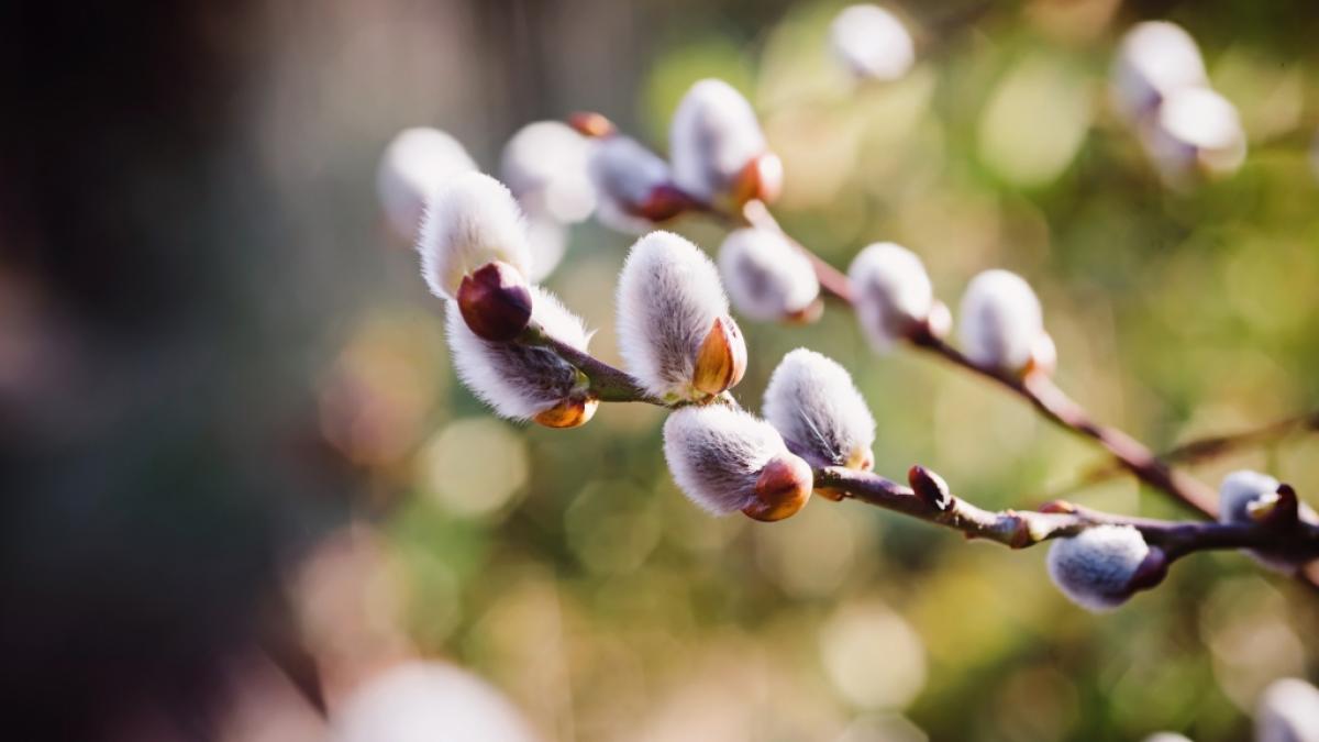 Der Fr&uuml;hling h&auml;lt in Deutschland endlich Einzug. (Foto)