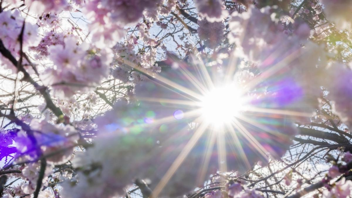 Laut Wetter-Expert:innen wird es in den kommenden Tagen milde Temperaturen geben. Im Februar seien sogar bis zu 20 Grad drin. (Foto)