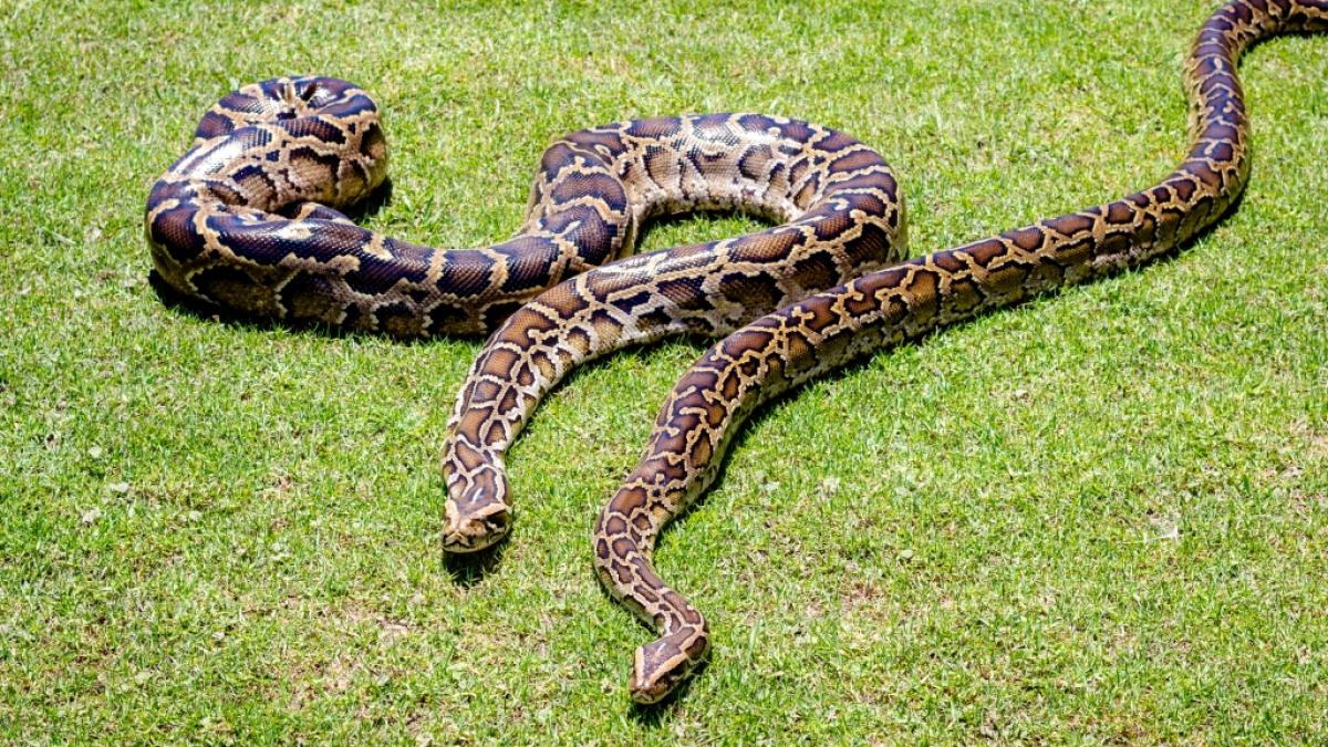Dunkle Tigerpythons k&ouml;nnen gut und gerne sechs Meter lang werden - und fressen allerlei Getier, an das sich nicht jeder herantraut. (Foto)