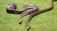 Dunkle Tigerpythons können gut und gerne sechs Meter lang werden - und fressen allerlei Getier, an das sich nicht jeder herantraut.