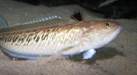 Die 15 bis 50 Zentimeter langen Petermännchen haben einen giftigen Stacheln. Werden die Fische gestört, setzen sie sich damit zur Wehr.