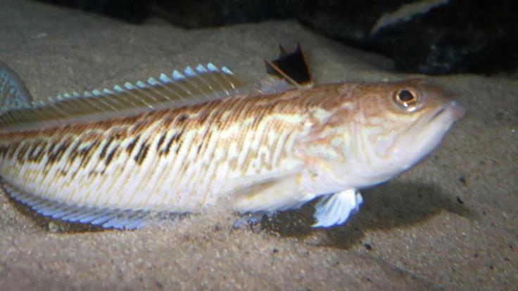 Die 15 bis 50 Zentimeter langen Petermännchen haben einen giftigen Stacheln. Werden die Fische gestört, setzen sie sich damit zur Wehr.