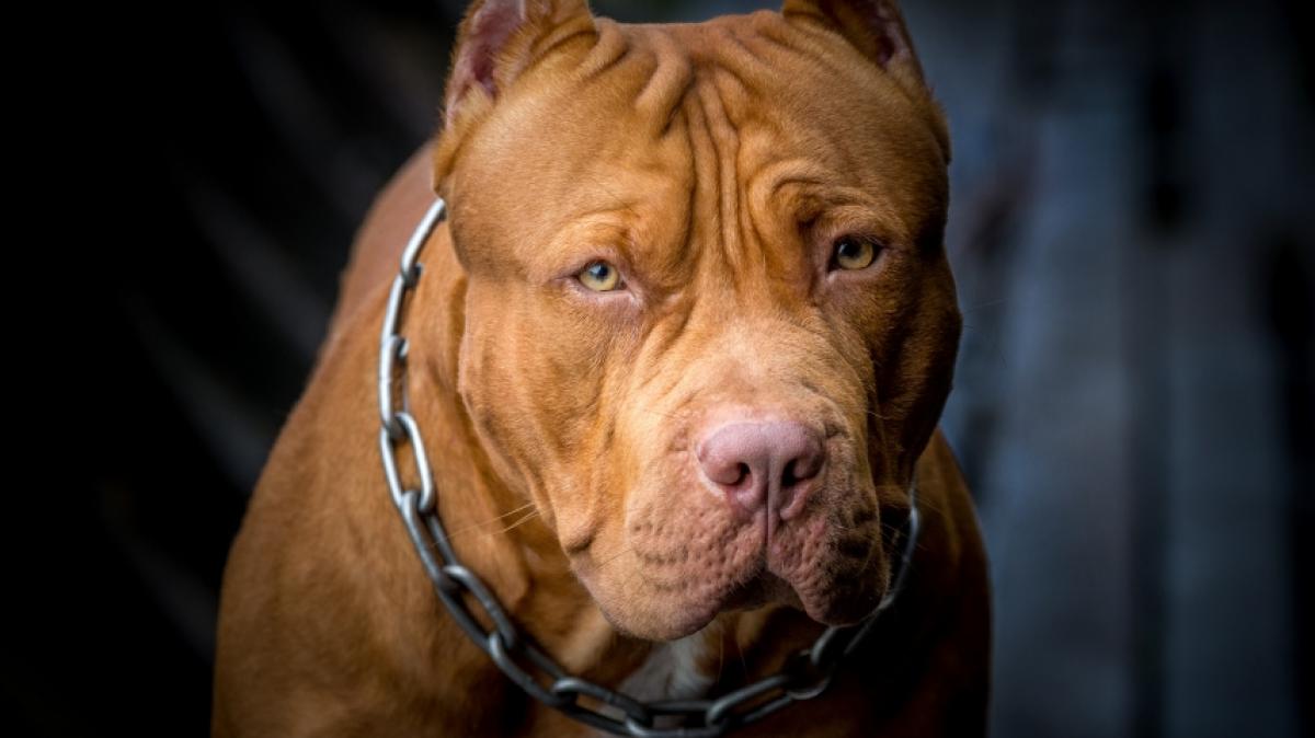 Ein Pitbull hat einen Zehnj&auml;hrigen zerfetzt und get&ouml;tet. (Foto)