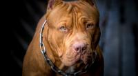 Ein Pitbull hat einen Zehnjährigen zerfetzt und getötet.