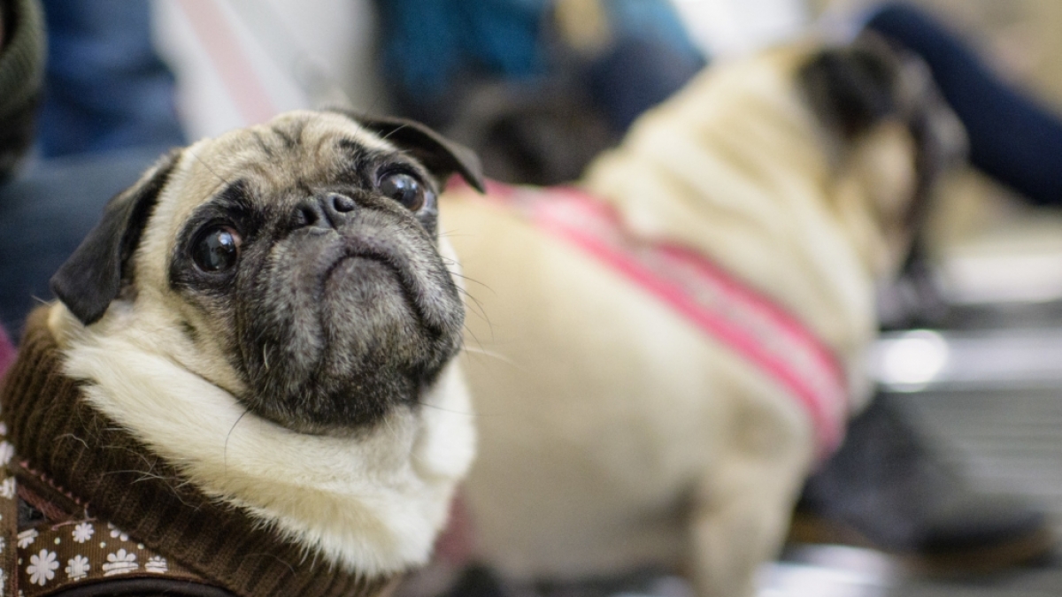 Ein Tierarzt bet&auml;ubte einen Mops zu Tode. (Symbolfoto) (Foto)
