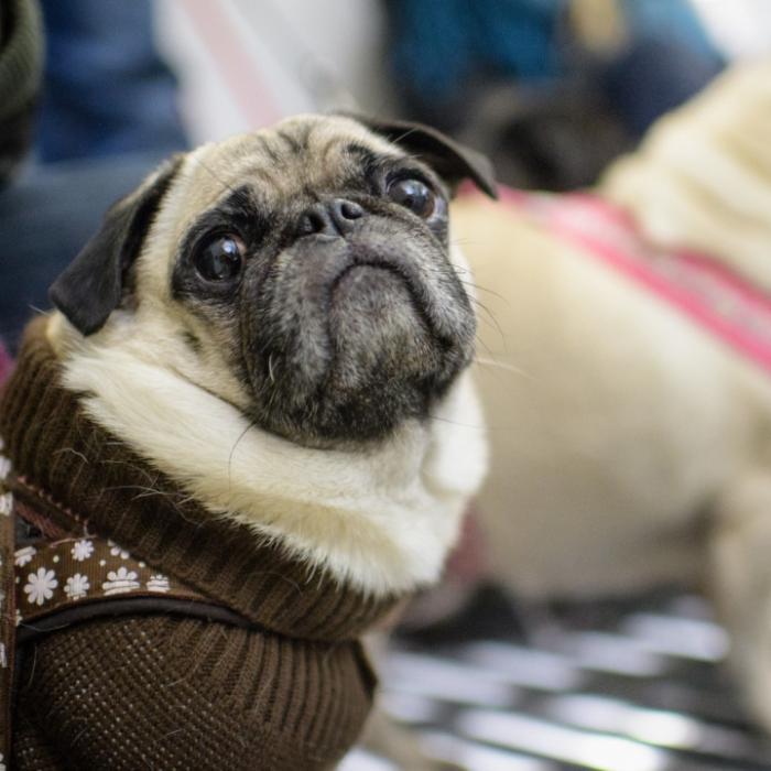 Kaltherziger Tierarzt lässt Mops hopps gehen
