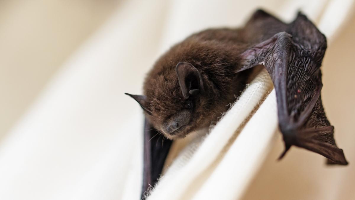In Illinois wurde ein Mann von einer Fledermaus mit Tollwut infiziert und starb an der Infektionskrankheit. (Symbolfoto) (Foto)