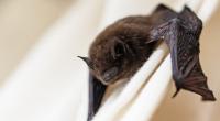 In Illinois wurde ein Mann von einer Fledermaus mit Tollwut infiziert und starb an der Infektionskrankheit. (Symbolfoto)