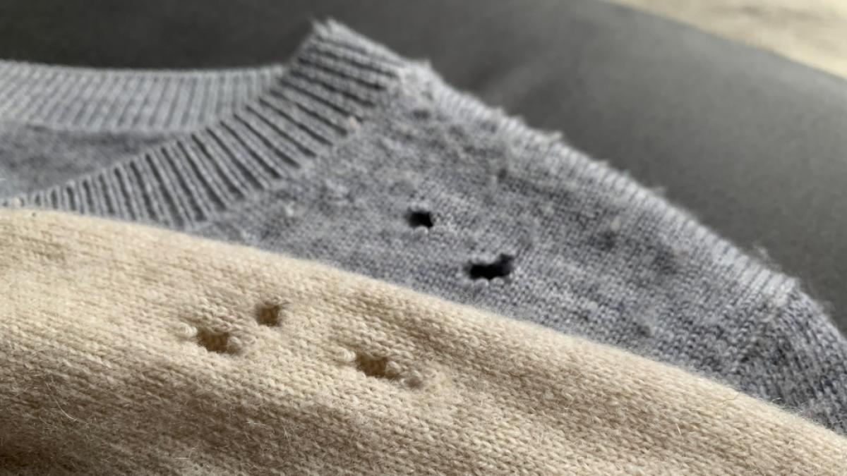 Die Larven der Kleidermotte (Tineola bisselliella) haben Löcher in Cashmere-Pullovern gefressen. (Foto)