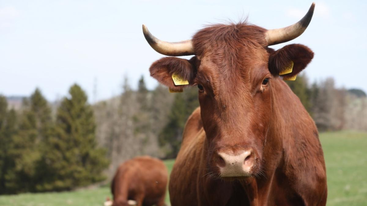 Die Schlachtung einer Kuh und der Schmuggel mit Rindfleisch endete f&uuml;r zwei M&auml;nner in Indien t&ouml;dlich (Symbolbild). (Foto)