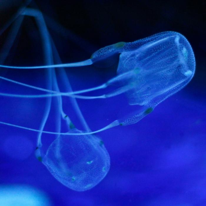 Hochgiftige Würfelqualle tötet Jugendlichen beim Schwimmen