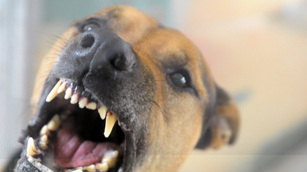 Die 20-J&auml;hrige hatte keine Chance gegen das Hunde-Rudel. (Symbolbild) (Foto)