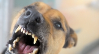 Die 20-Jährige hatte keine Chance gegen das Hunde-Rudel. (Symbolbild)
