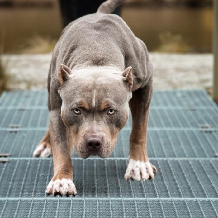 Schlagader durchtrennt - Hundesitterin von 3 Pitbulls zerfleischt