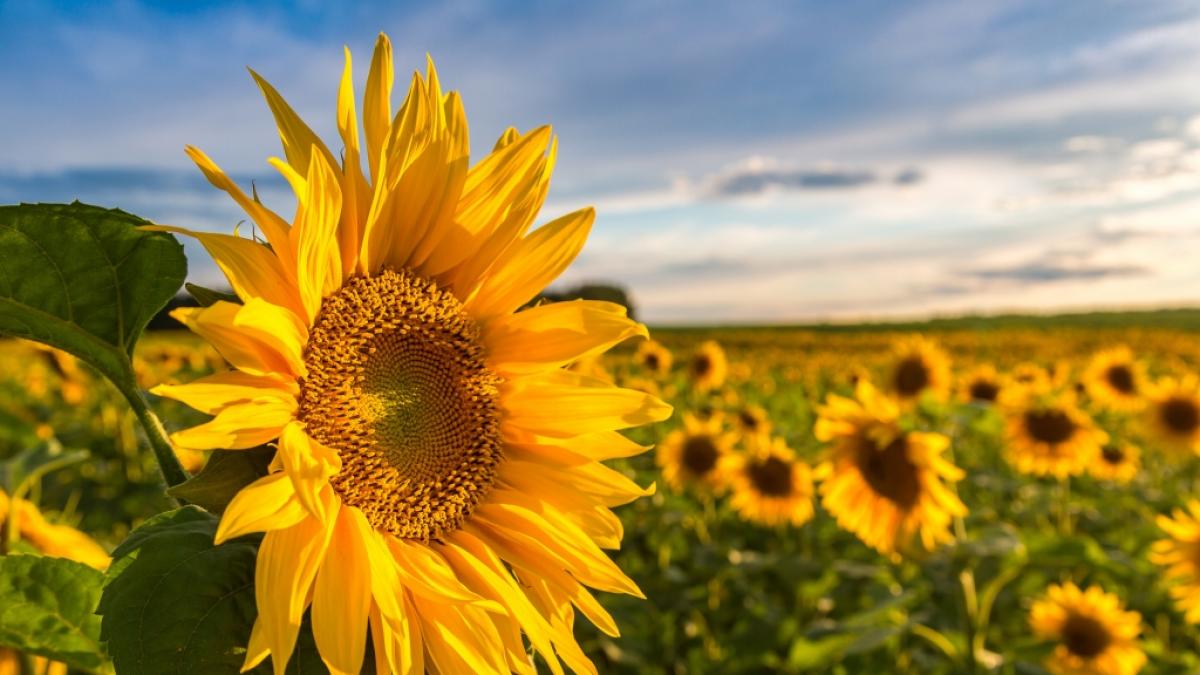 Wie wird das Wetter im letzten Sommermonat? (Foto)