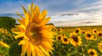 Wie wird das Wetter im letzten Sommermonat?