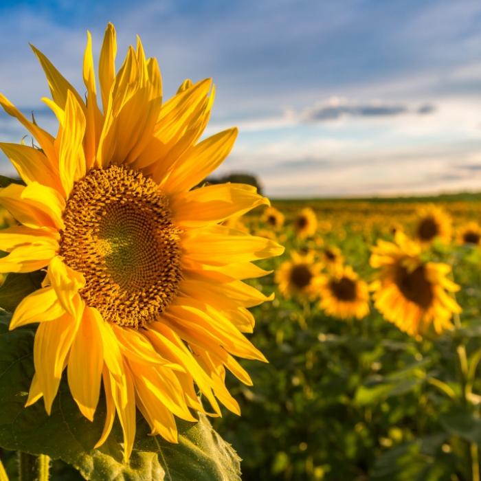 Achterbahn-Wetter im August? Das prognostiziert der 100-jährige Kalender