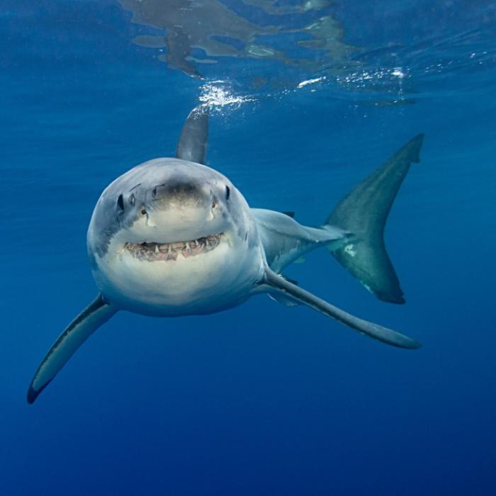 Brutale Attacke! Hai verletzt Schwimmer schwer