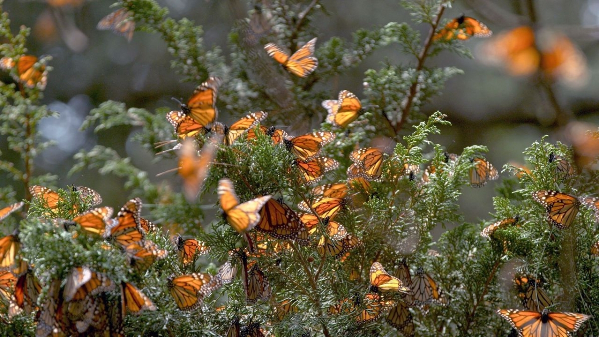 Insekten - Die heimlichen Herrscher bei Arte (Foto)
