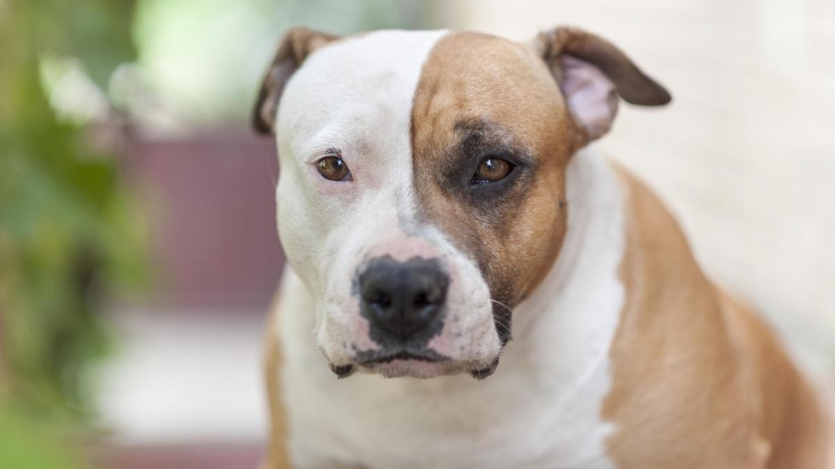 In Sydney hat eine 24-J&auml;hrige einen Staffordshire Bullterrier kaltbl&uuml;tig ermordet. (Foto)