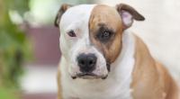 In Sydney hat eine 24-Jährige einen Staffordshire Bullterrier kaltblütig ermordet.