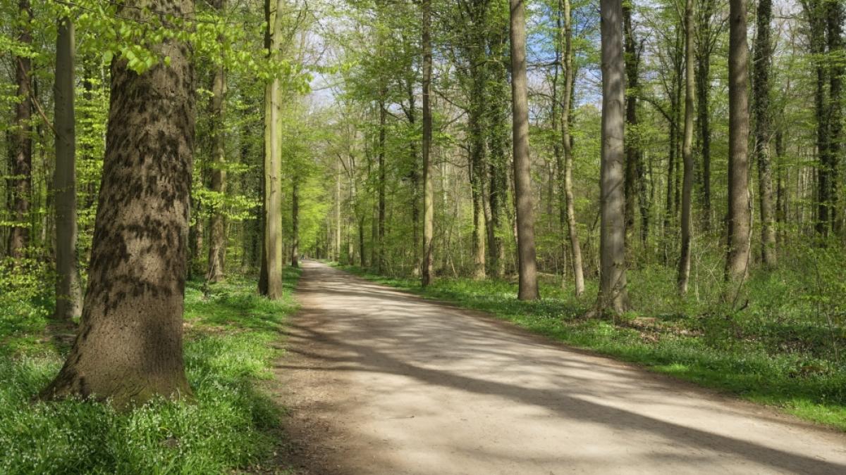 Eine 19-J&auml;hrige wurde im Stadtwald Eilenriede vergewaltigt. (Foto)
