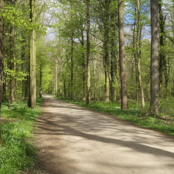 19-Jährige im Stadtwald vergewaltigt - Polizei jagt Sex-Monster