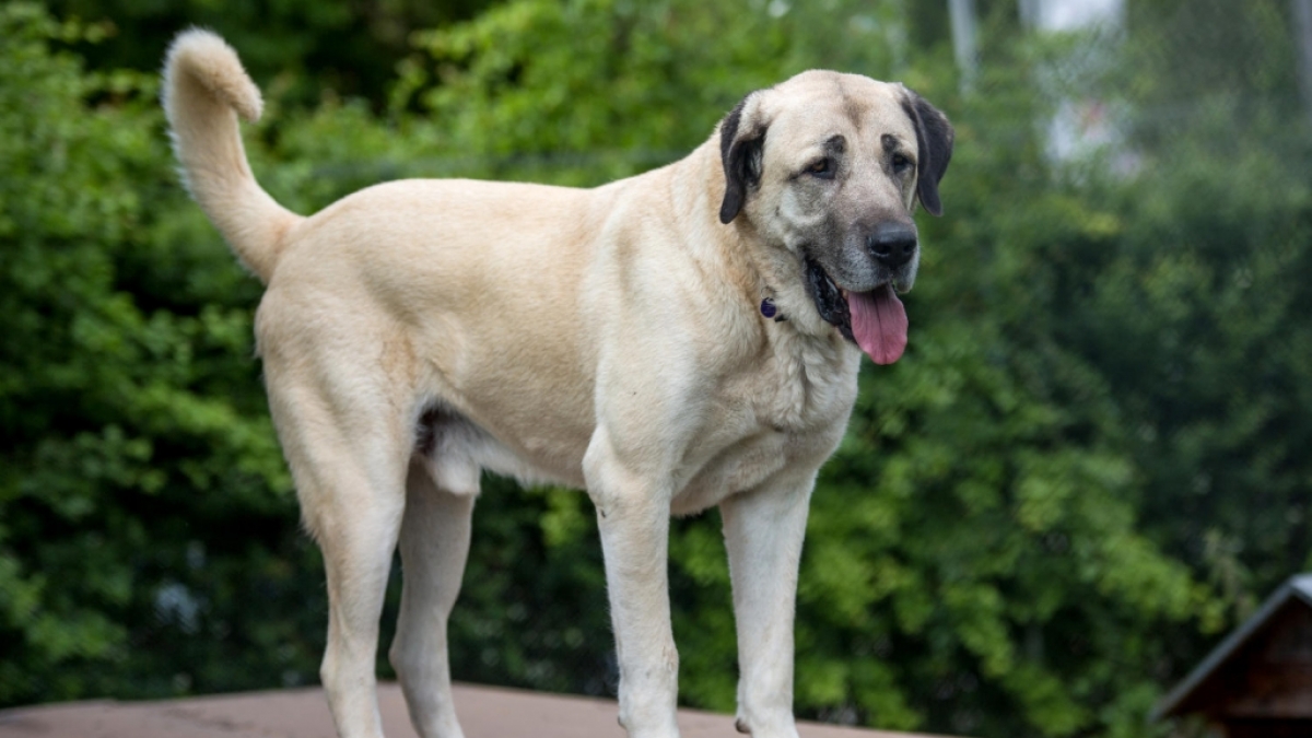 In Indien wurde einfach eine Stra&szlig;e &uuml;ber einen schlafenden Hund hinweggebaut. (Symbolfoto) (Foto)