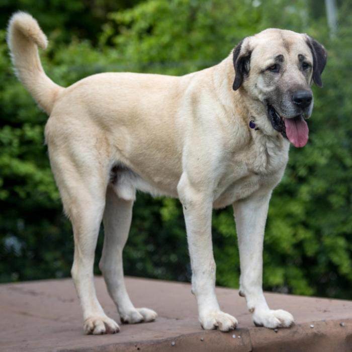Barbarisch! Bauarbeiter asphaltieren schlafenden Hund ein