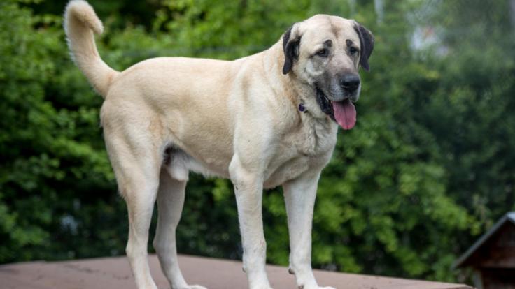 In Indien wurde einfach eine Straße über einen schlafenden Hund hinweggebaut. (Symbolfoto)