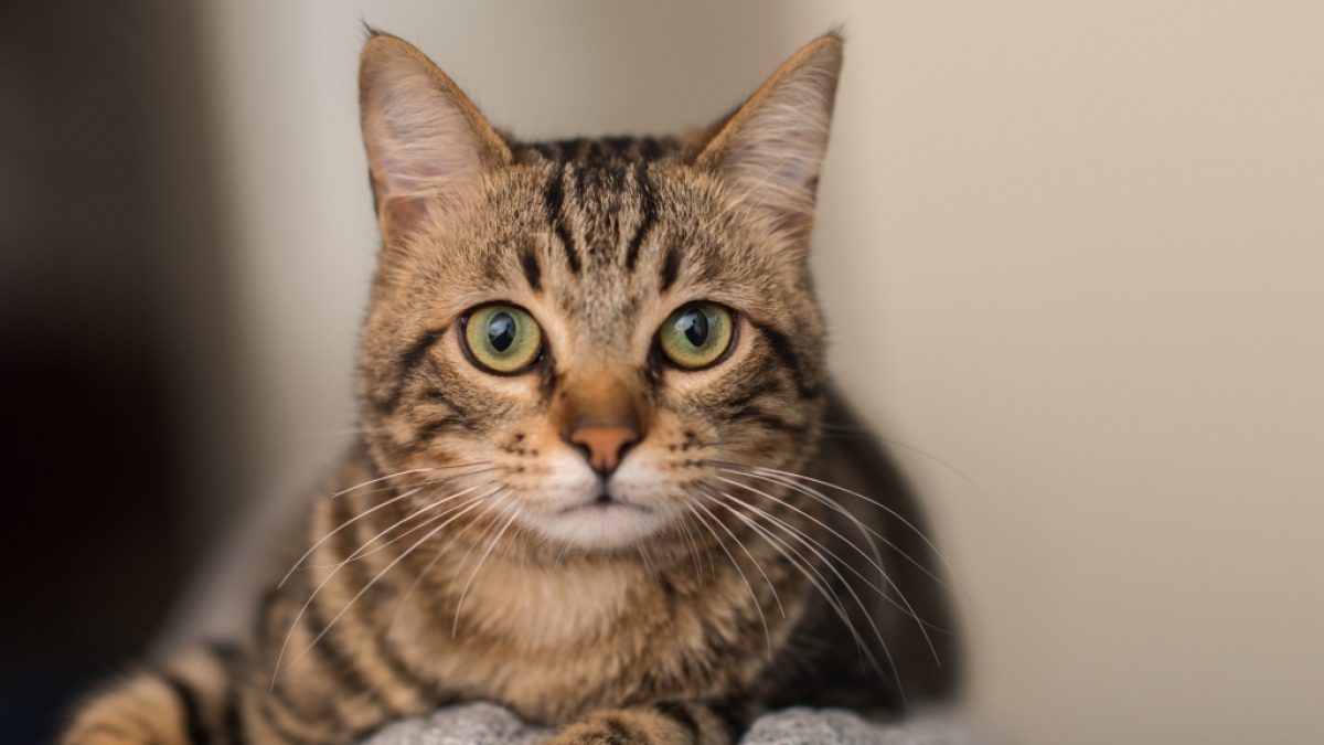 Eine Katze wurde von ihrem Besitzer missbraucht. (Foto)