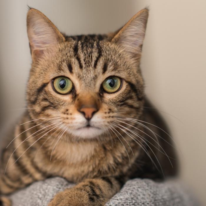 Drogendealer vergewaltigt Katze! 